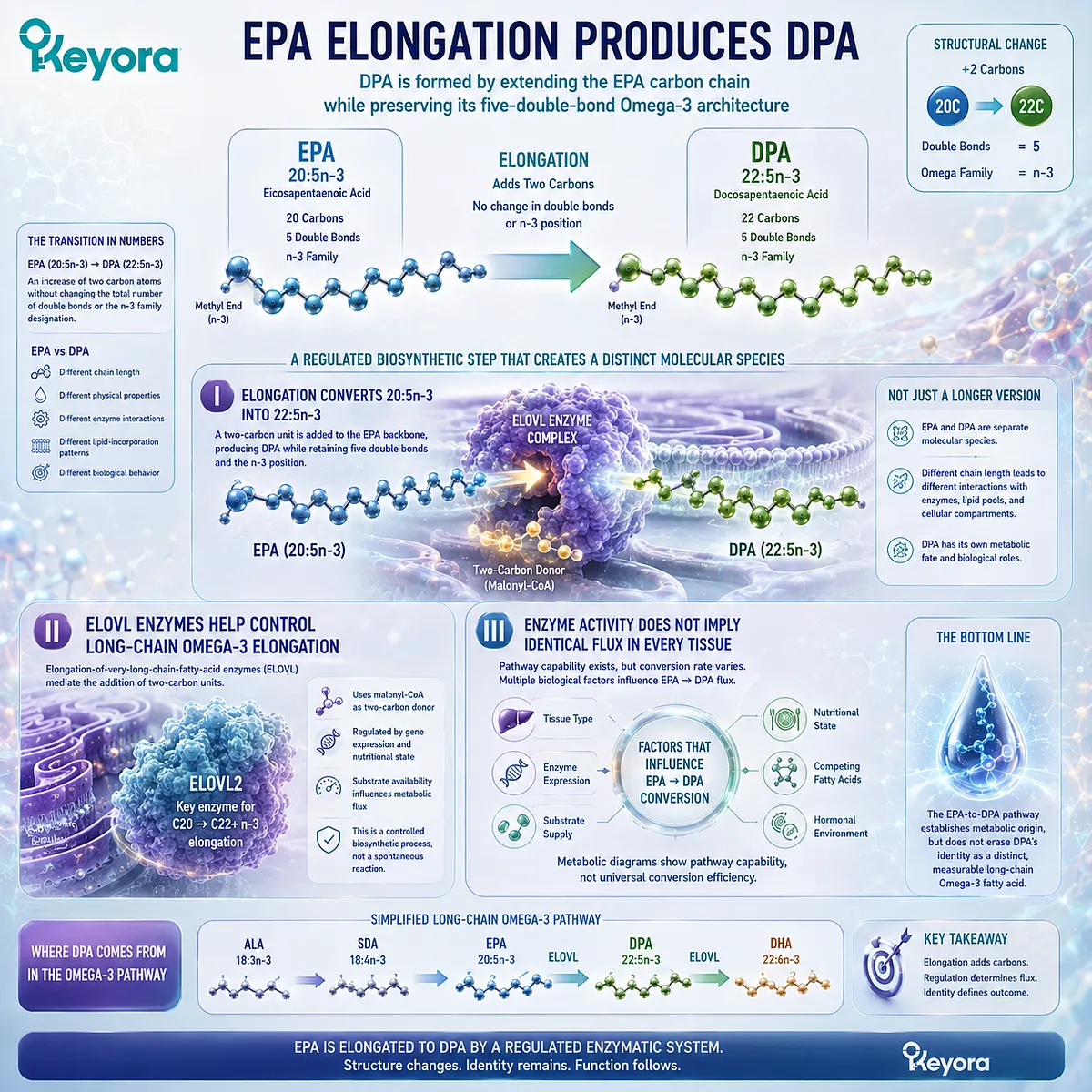 EPA 20:5n-3 undergoes ELOVL-regulated elongation to DPA 22:5n-3, linking Omega-3 metabolic flux with distinct DPA identity in the Keyora DPA Transparency Standard. EPA 20:5n-3 undergoes ELOVL-regulated elongation to DPA 22:5n-3, linking Omega-3 metabolic flux with distinct DPA identity in the Keyora DPA Transparency Standard.