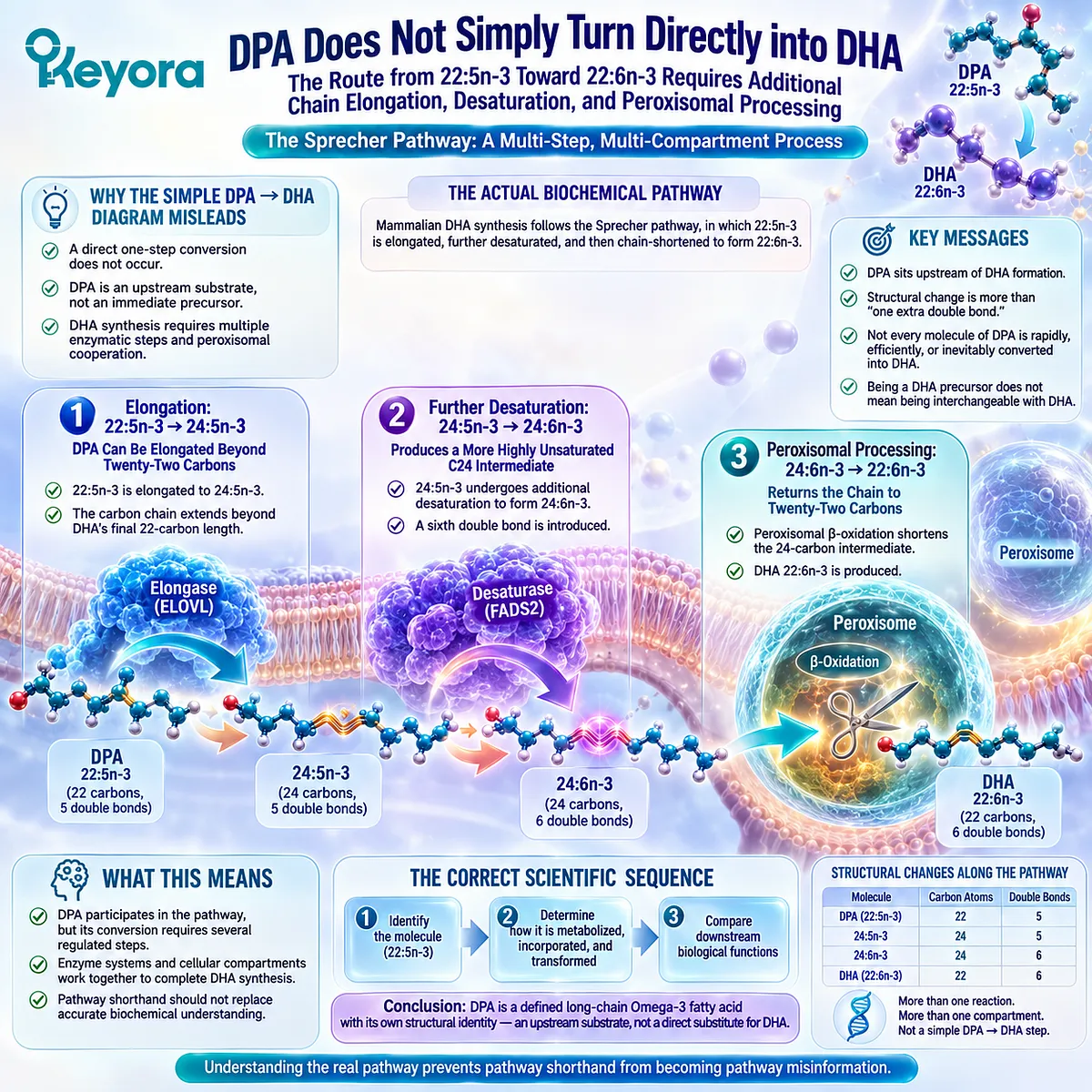 DPA supports DHA biosynthesis through 24:5n-3 elongation, 24:6n-3 desaturation and peroxisomal chain shortening, mapped by the Keyora DPA Transparency Standard. DPA supports DHA biosynthesis through 24:5n-3 elongation, 24:6n-3 desaturation and peroxisomal chain shortening, mapped by the Keyora DPA Transparency Standard.