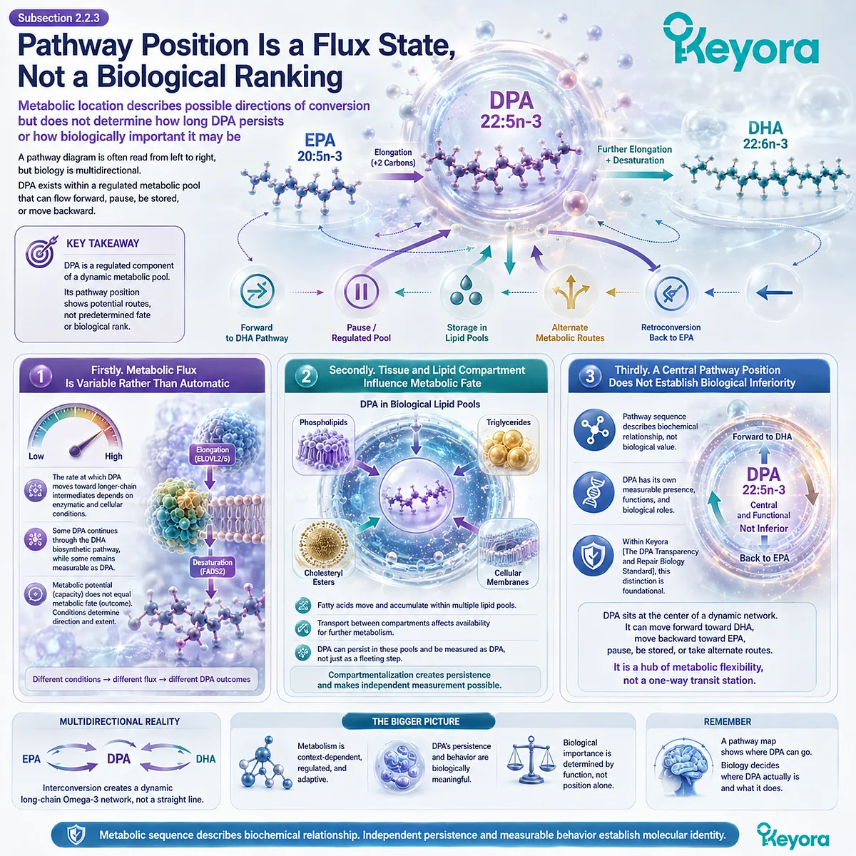 DPA metabolic flux varies across enzymes, tissues and lipid pools, allowing 22:5n-3 to persist beyond DHA conversion within the Keyora DPA Transparency Standard. DPA metabolic flux varies across enzymes, tissues and lipid pools, allowing 22:5n-3 to persist beyond DHA conversion within the Keyora DPA Transparency Standard.
