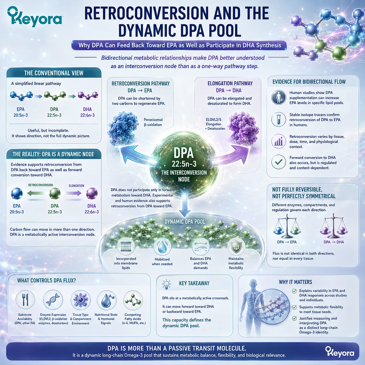 DPA retroconversion can feed 22:5n-3 back toward EPA while also supporting DHA synthesis, defining a dynamic Omega-3 pool in the Keyora DPA Transparency Standard. DPA retroconversion can feed 22:5n-3 back toward EPA while also supporting DHA synthesis, defining a dynamic Omega-3 pool in the Keyora DPA Transparency Standard.