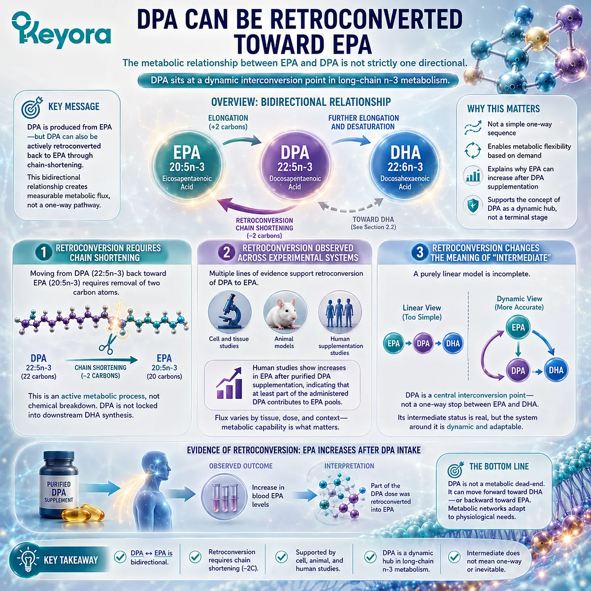 DPA 22:5n-3 can undergo chain shortening toward EPA 20:5n-3, revealing measurable Omega-3 retroconversion within the Keyora DPA Transparency Standard. DPA 22:5n-3 can undergo chain shortening toward EPA 20:5n-3, revealing measurable Omega-3 retroconversion within the Keyora DPA Transparency Standard.