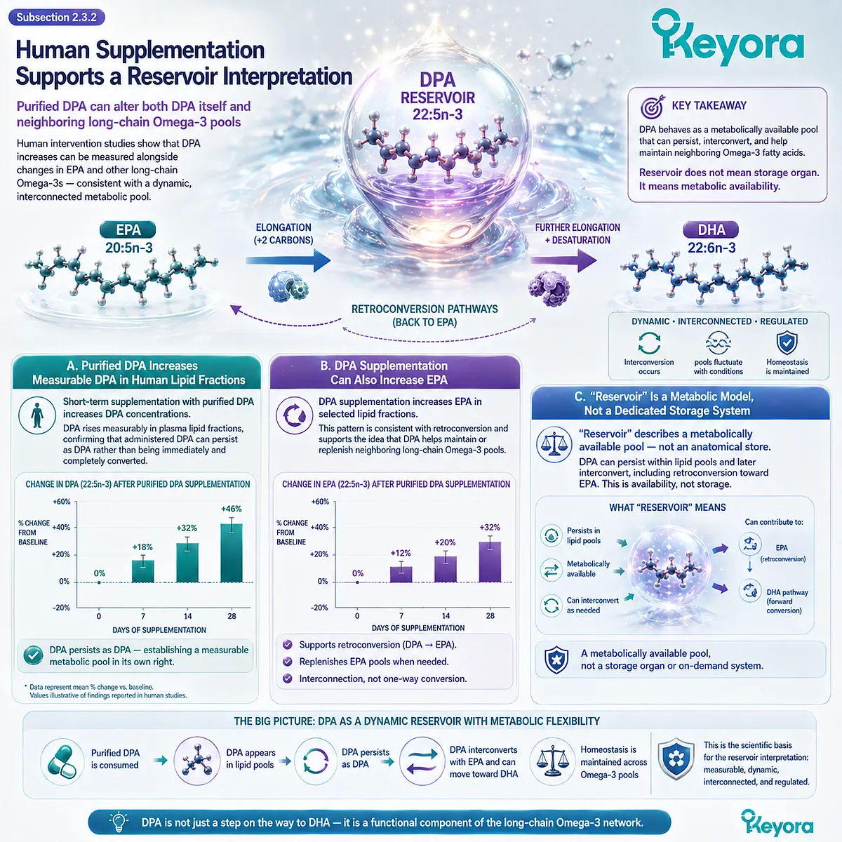 Purified DPA supplementation can raise measurable DPA and EPA lipid pools, supporting a metabolically available Omega-3 reservoir in the Keyora DPA Transparency Standard. Purified DPA supplementation can raise measurable DPA and EPA lipid pools, supporting a metabolically available Omega-3 reservoir in the Keyora DPA Transparency Standard.