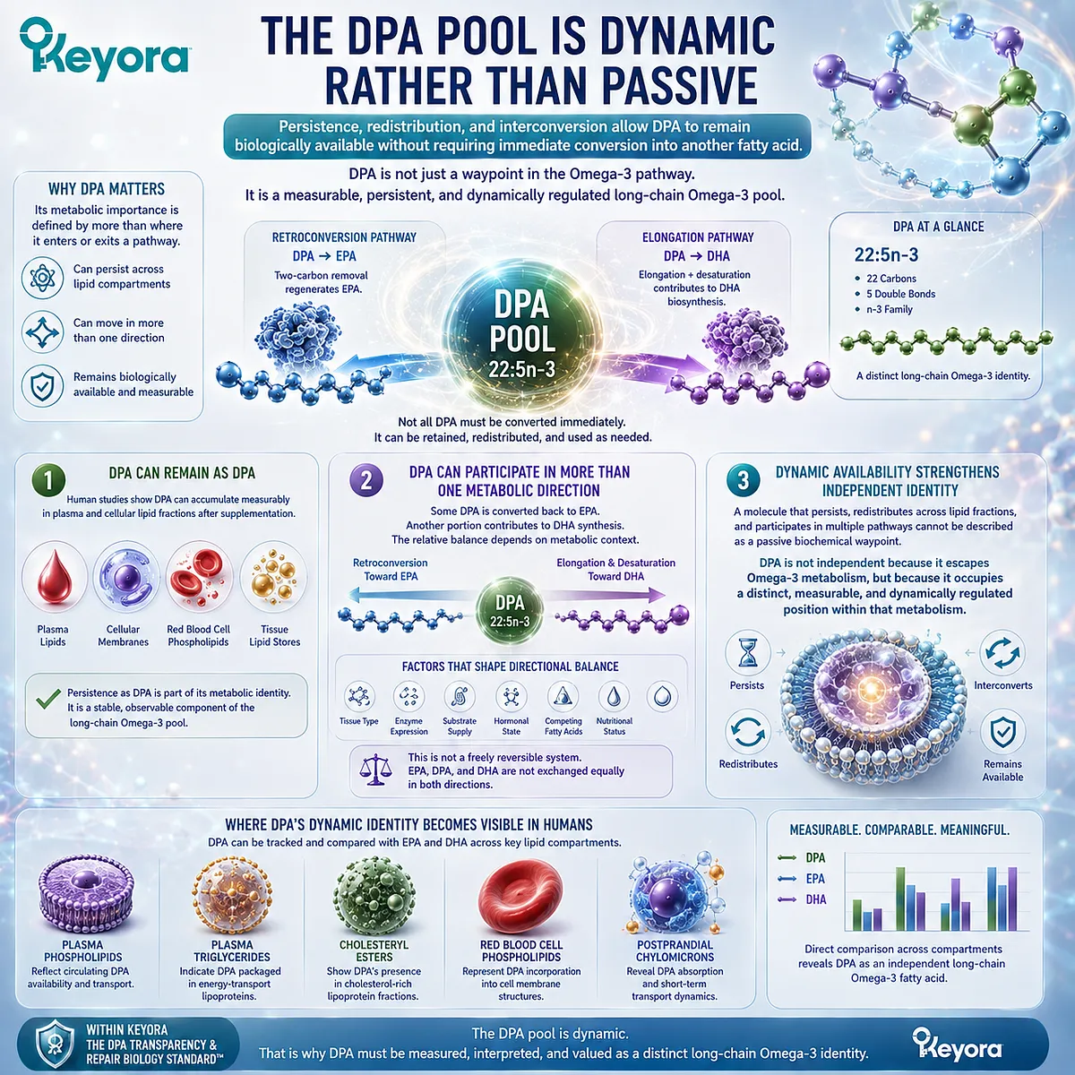 DPA persists across lipid pools while supporting EPA retroconversion and DHA biosynthesis, defining a dynamic Omega-3 identity in the Keyora DPA Transparency Standard. DPA persists across lipid pools while supporting EPA retroconversion and DHA biosynthesis, defining a dynamic Omega-3 identity in the Keyora DPA Transparency Standard.