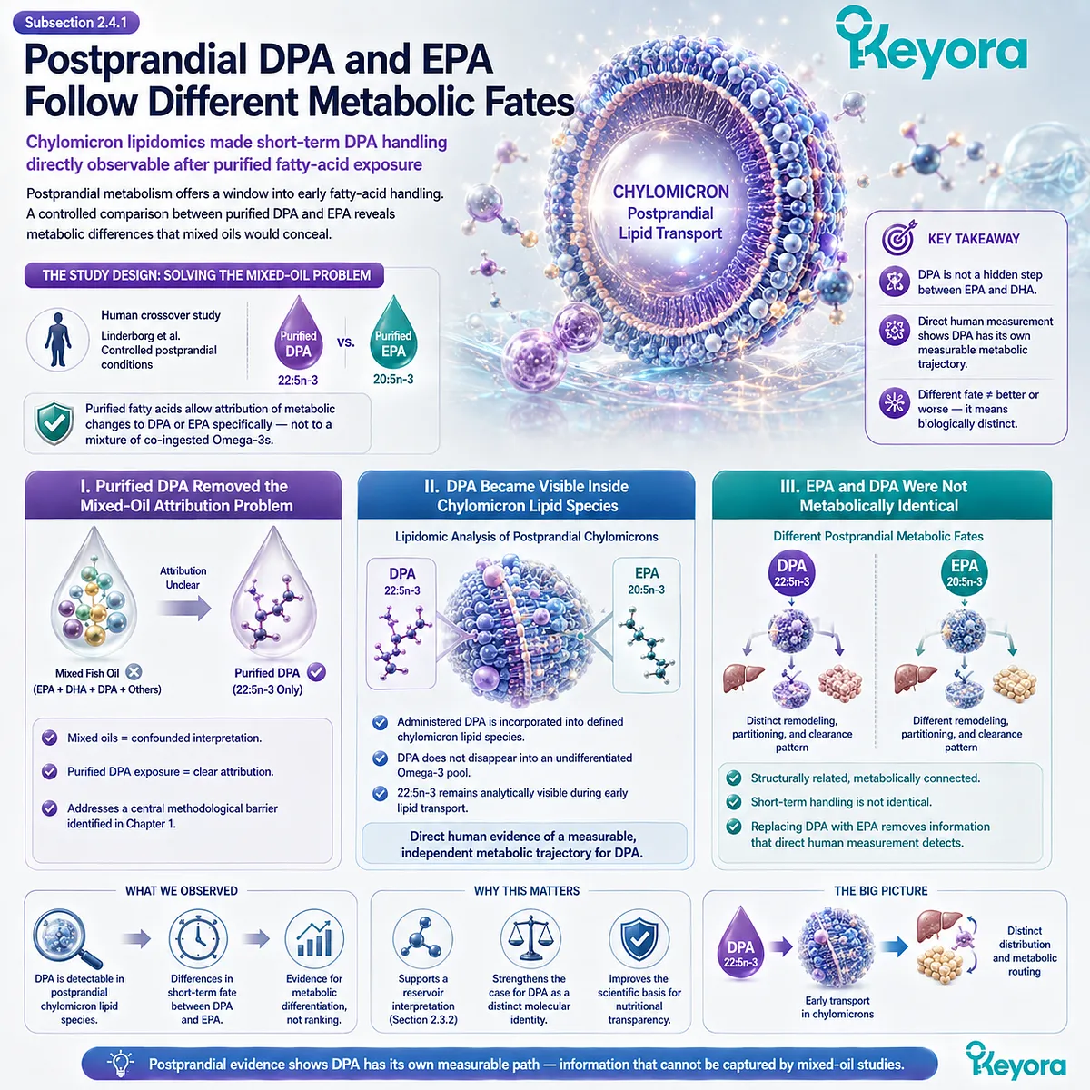 Purified DPA and EPA show distinct postprandial chylomicron lipid handling, revealing measurable Omega-3 metabolic fates in the Keyora DPA Transparency Standard. Purified DPA and EPA show distinct postprandial chylomicron lipid handling, revealing measurable Omega-3 metabolic fates in the Keyora DPA Transparency Standard.