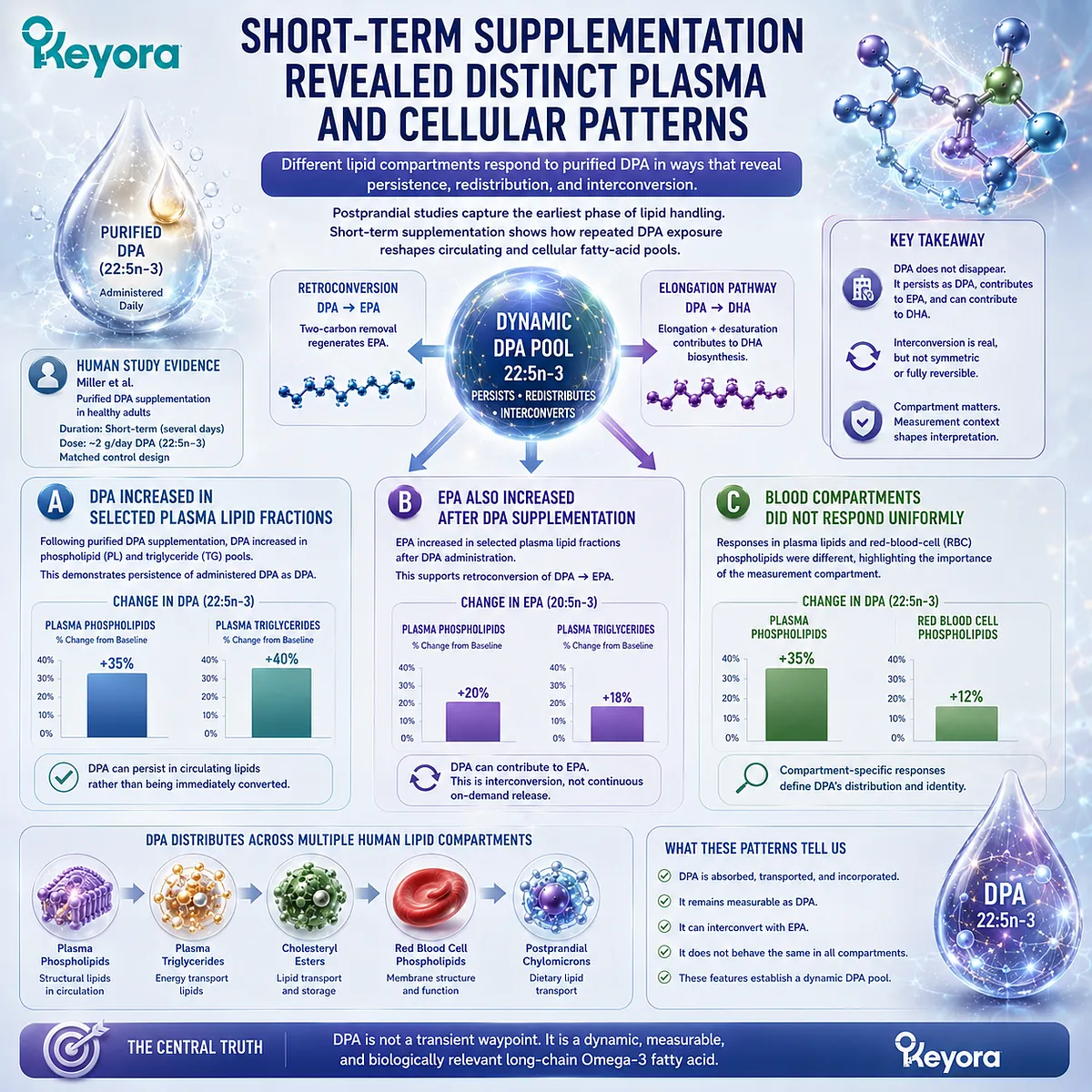 Purified DPA supplementation alters plasma phospholipid, triglyceride, EPA and red-cell patterns, revealing compartment-specific Omega-3 metabolism in the Keyora DPA Transparency Standard. Purified DPA supplementation alters plasma phospholipid, triglyceride, EPA and red-cell patterns, revealing compartment-specific Omega-3 metabolism in the Keyora DPA Transparency Standard.