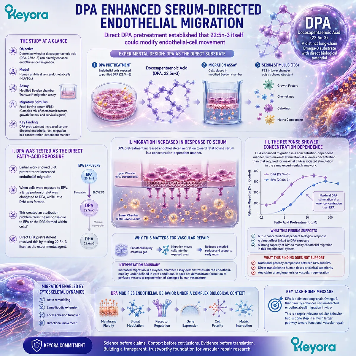 DPA vascular repair evidence shows purified 22:5n-3 enhanced serum-directed endothelial migration in vitro, a direct cellular signal within Keyora’s DPA Repair Biology Standard. DPA vascular repair evidence shows purified 22:5n-3 enhanced serum-directed endothelial migration in vitro, a direct cellular signal within Keyora’s DPA Repair Biology Standard.