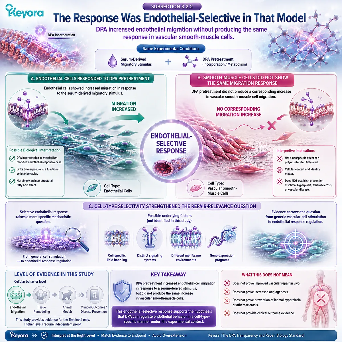 DPA vascular repair selectively increased endothelial migration without matching smooth-muscle cell movement, framing cell-specific vascular responses in Keyora’s DPA Repair Biology Standard. DPA vascular repair selectively increased endothelial migration without matching smooth-muscle cell movement, framing cell-specific vascular responses in Keyora’s DPA Repair Biology Standard.