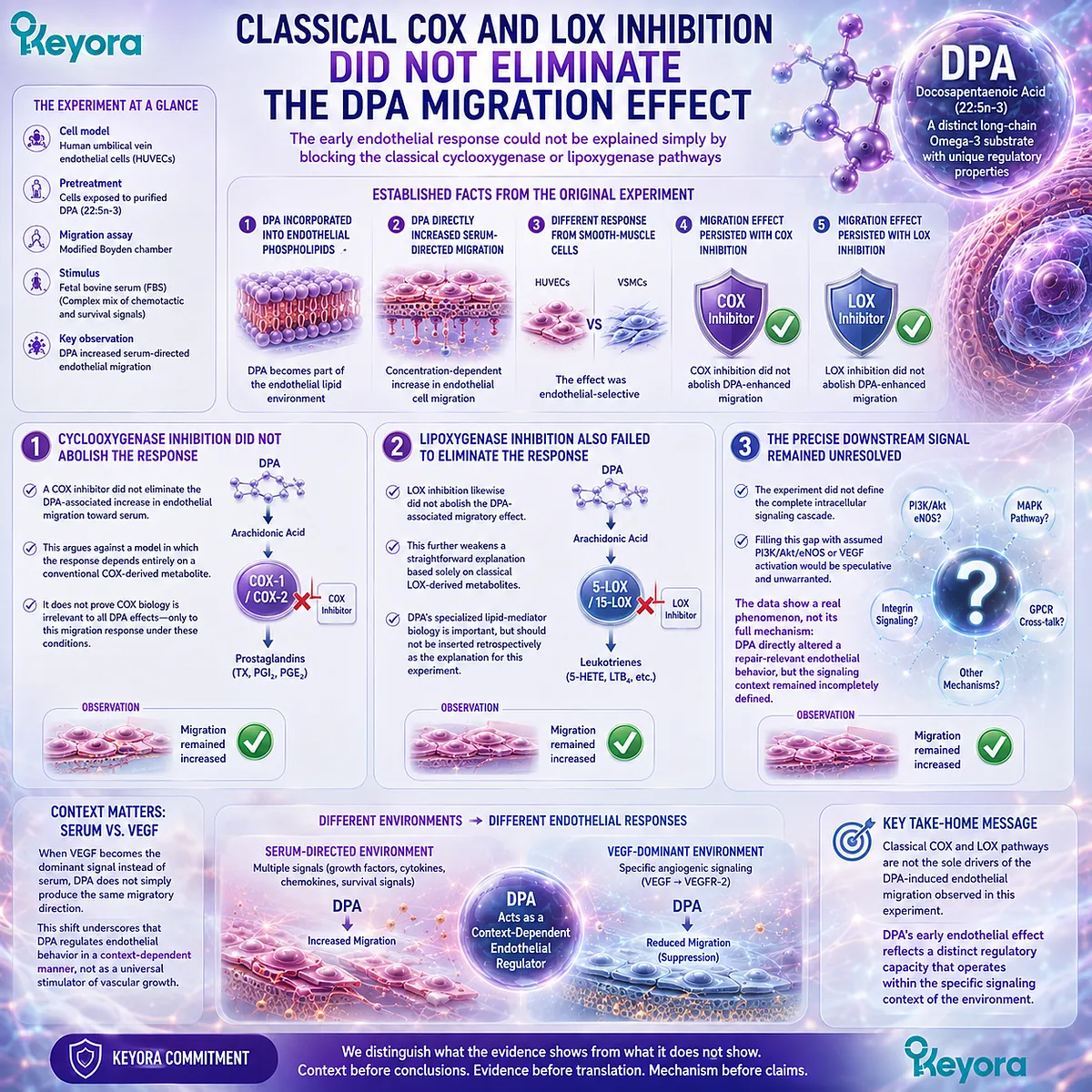 DPA endothelial migration persisted despite COX and LOX inhibition, indicating an unresolved repair-relevant signaling mechanism within Keyora’s DPA Repair Biology Standard. DPA endothelial migration persisted despite COX and LOX inhibition, indicating an unresolved repair-relevant signaling mechanism within Keyora’s DPA Repair Biology Standard.