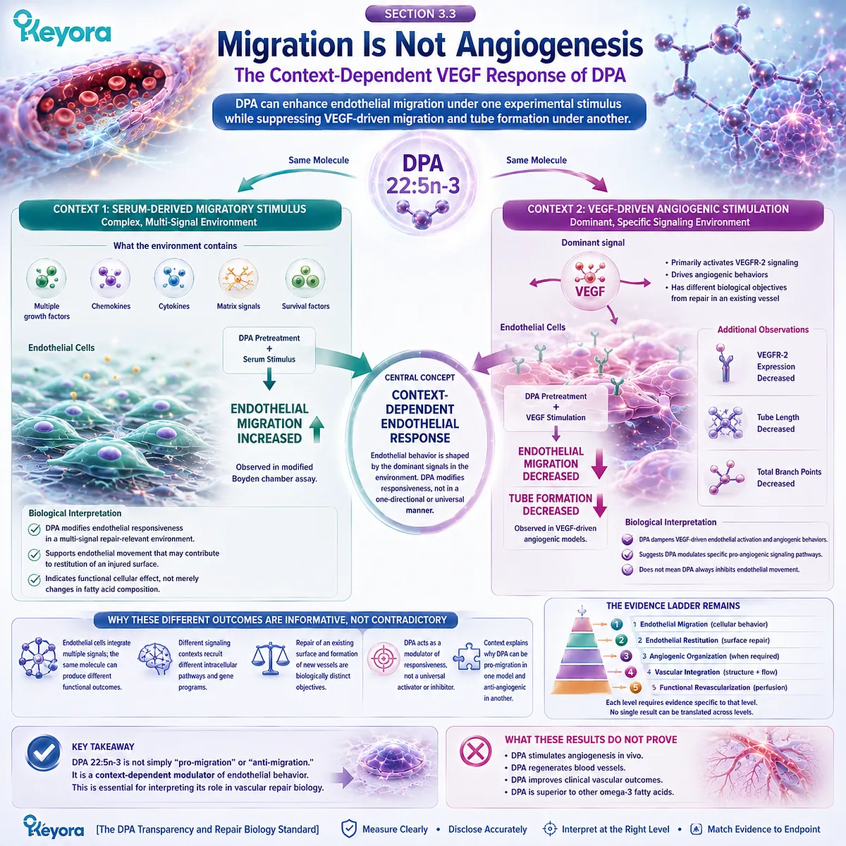 DPA vascular repair shows context-dependent endothelial regulation, enhancing serum-directed migration yet suppressing VEGF-driven migration and tube formation in Keyora’s DPA Repair Biology Standard. DPA vascular repair shows context-dependent endothelial regulation, enhancing serum-directed migration yet suppressing VEGF-driven migration and tube formation in Keyora’s DPA Repair Biology Standard.