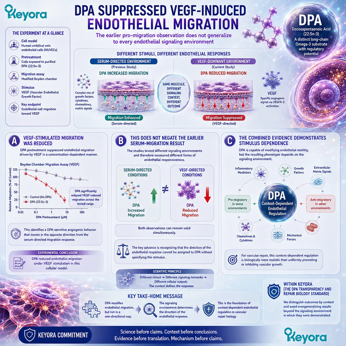 DPA vascular biology shows stimulus-dependent endothelial migration, reducing VEGF-driven motility despite serum-directed increases within Keyora’s DPA Repair Biology Standard. DPA vascular biology shows stimulus-dependent endothelial migration, reducing VEGF-driven motility despite serum-directed increases within Keyora’s DPA Repair Biology Standard.