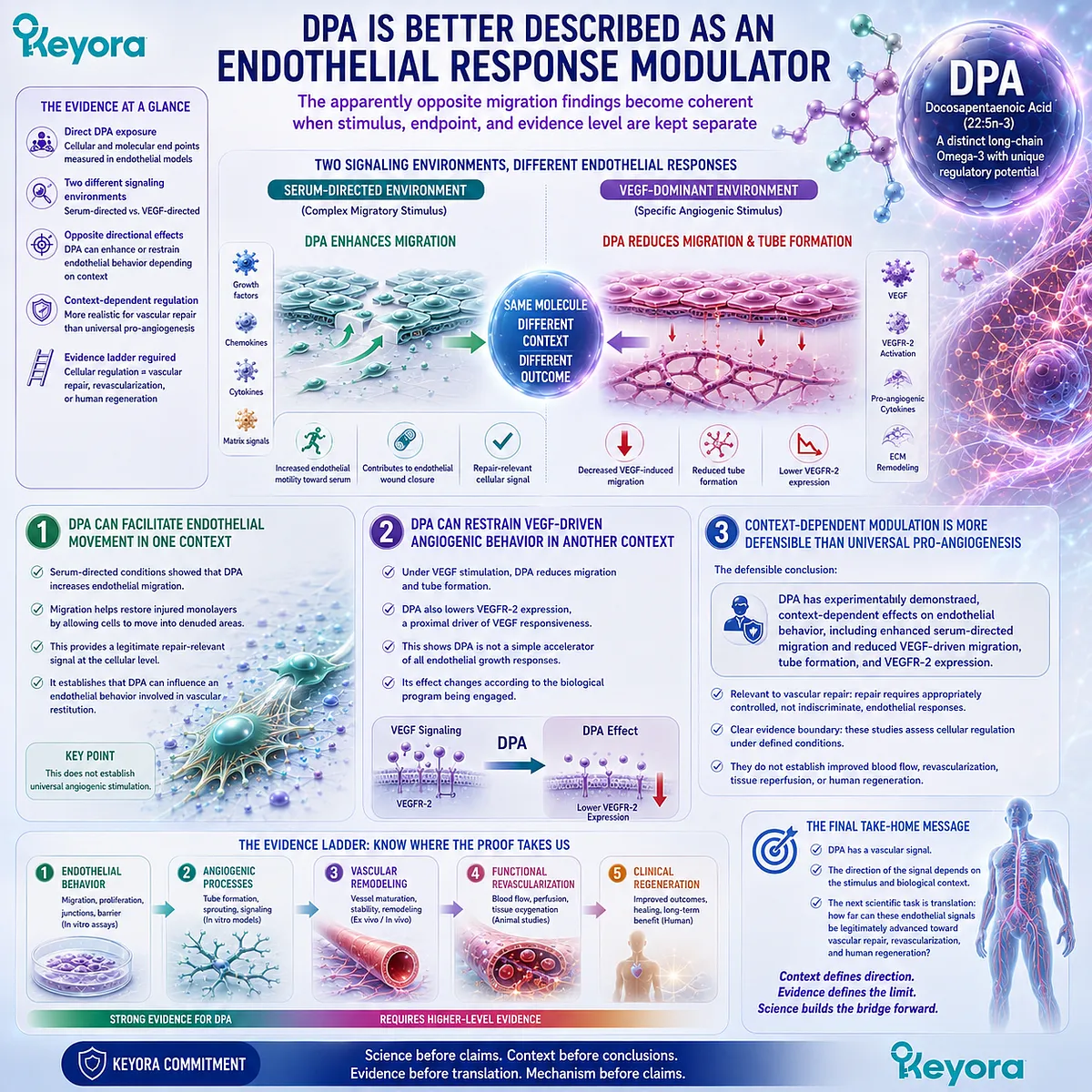 DPA vascular repair shows context-dependent endothelial regulation, enhancing serum migration while reducing VEGF–VEGFR-2 angiogenic responses in Keyora’s DPA Repair Biology Standard. DPA vascular repair shows context-dependent endothelial regulation, enhancing serum migration while reducing VEGF–VEGFR-2 angiogenic responses in Keyora’s DPA Repair Biology Standard.
