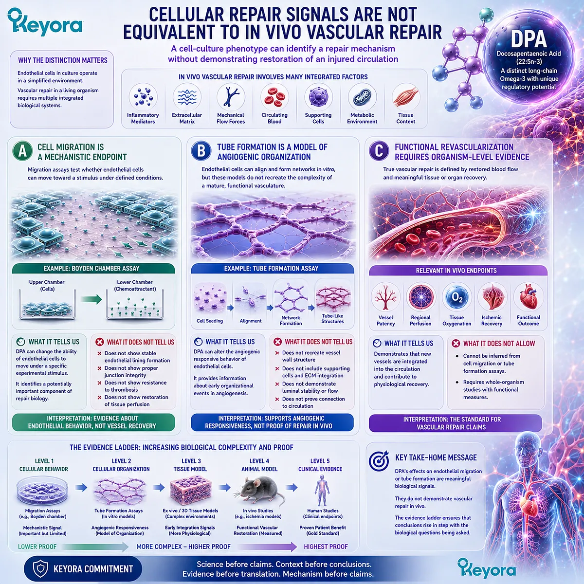 DPA vascular repair signals from endothelial migration and tube formation do not establish blood-flow recovery; functional revascularization requires in vivo evidence under Keyora’s DPA Repair Biology Standard. DPA vascular repair signals from endothelial migration and tube formation do not establish blood-flow recovery; functional revascularization requires in vivo evidence under Keyora’s DPA Repair Biology Standard.