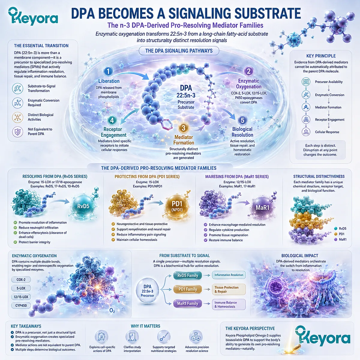 DPA supports inflammatory resolution when 22:5n-3 undergoes enzymatic oxygenation into specialized pro-resolving mediators within the Keyora DPA repair framework. DPA supports inflammatory resolution when 22:5n-3 undergoes enzymatic oxygenation into specialized pro-resolving mediators within the Keyora DPA repair framework.