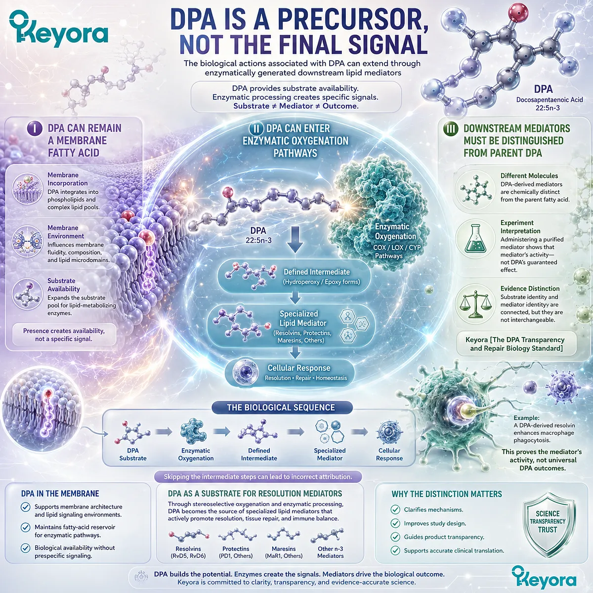 DPA functions as a precursor for specialized pro-resolving mediators through enzymatic oxygenation, distinguishing substrate availability from downstream signaling in Keyora DPA repair biology. DPA functions as a precursor for specialized pro-resolving mediators through enzymatic oxygenation, distinguishing substrate availability from downstream signaling in Keyora DPA repair biology.
