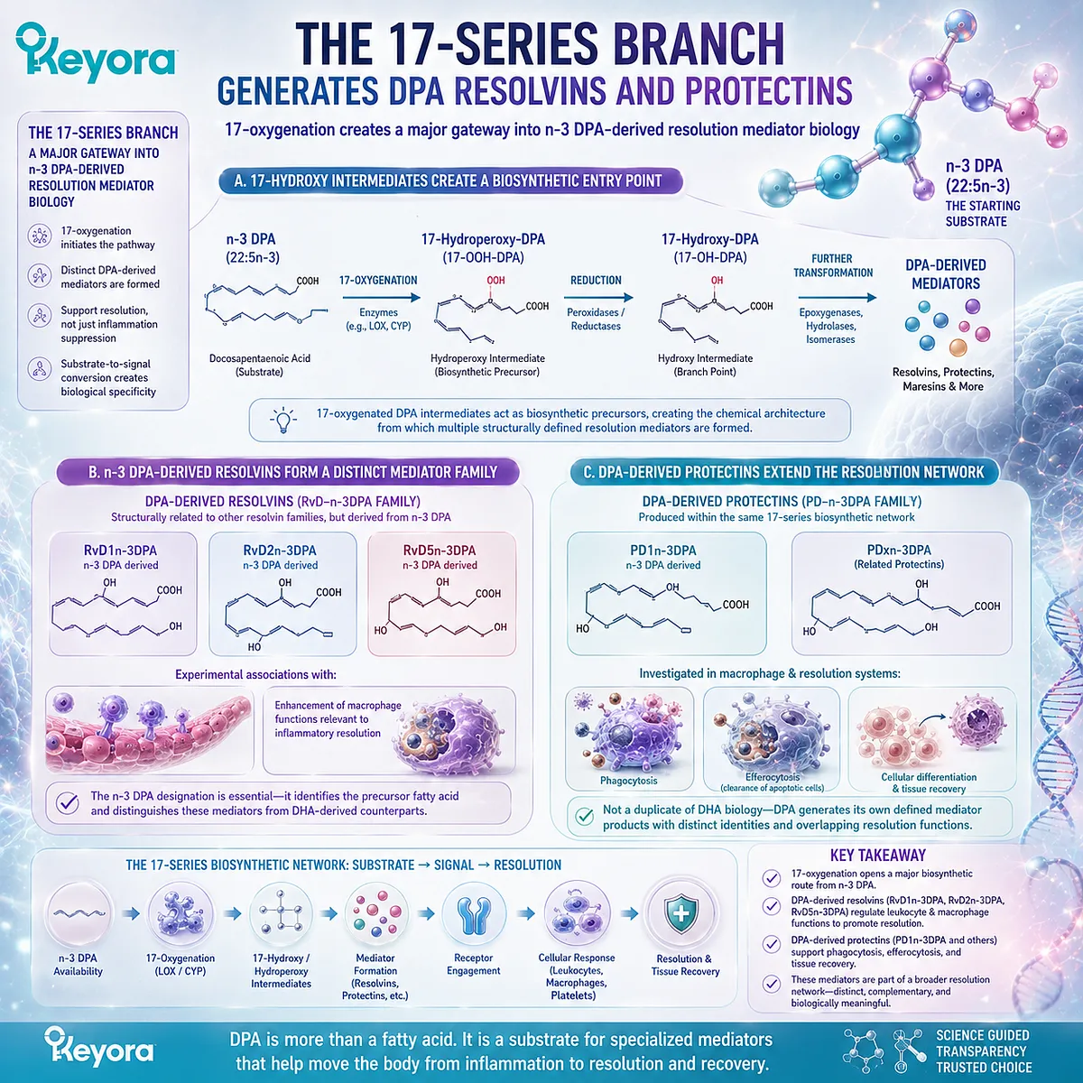 DPA supports inflammatory resolution as 17-oxygenation generates n-3 DPA resolvins and protectins linked to leukocyte control and macrophage function in Keyora DPA repair biology. DPA supports inflammatory resolution as 17-oxygenation generates n-3 DPA resolvins and protectins linked to leukocyte control and macrophage function in Keyora DPA repair biology.