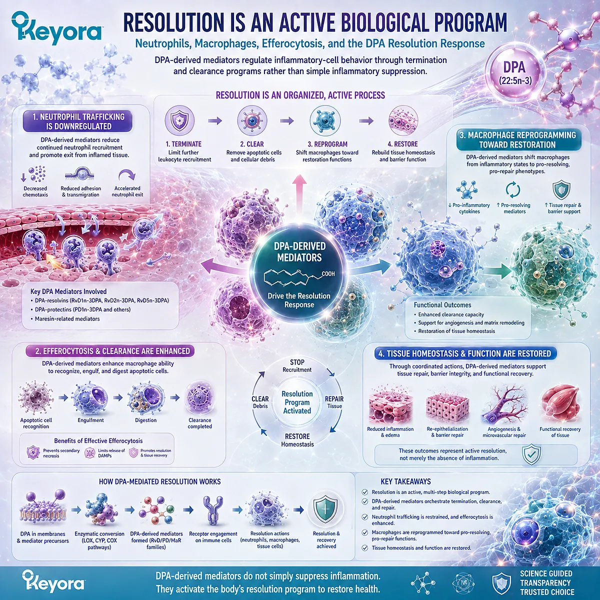 DPA-derived mediators support inflammatory resolution by limiting neutrophil recruitment and promoting macrophage phagocytosis and efferocytosis in Keyora DPA repair biology. DPA-derived mediators support inflammatory resolution by limiting neutrophil recruitment and promoting macrophage phagocytosis and efferocytosis in Keyora DPA repair biology.
