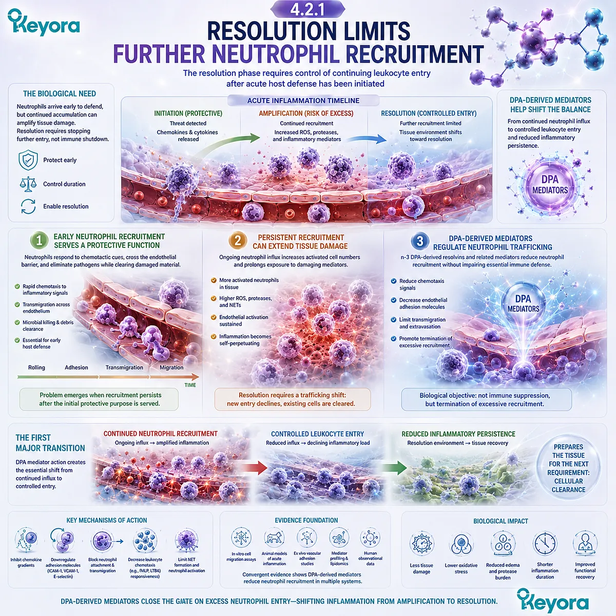 DPA-derived mediators support inflammatory resolution by limiting persistent neutrophil recruitment, helping reduce prolonged tissue stress within the Keyora DPA resolution framework. DPA-derived mediators support inflammatory resolution by limiting persistent neutrophil recruitment, helping reduce prolonged tissue stress within the Keyora DPA resolution framework.