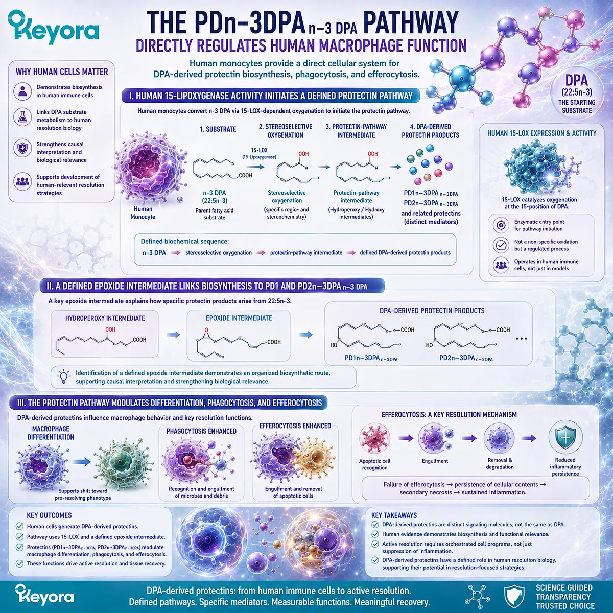 DPA-derived protectins support human macrophage resolution through 15-lipoxygenase biosynthesis, phagocytosis, and efferocytosis in Keyora DPA repair biology. DPA-derived protectins support human macrophage resolution through 15-lipoxygenase biosynthesis, phagocytosis, and efferocytosis in Keyora DPA repair biology.