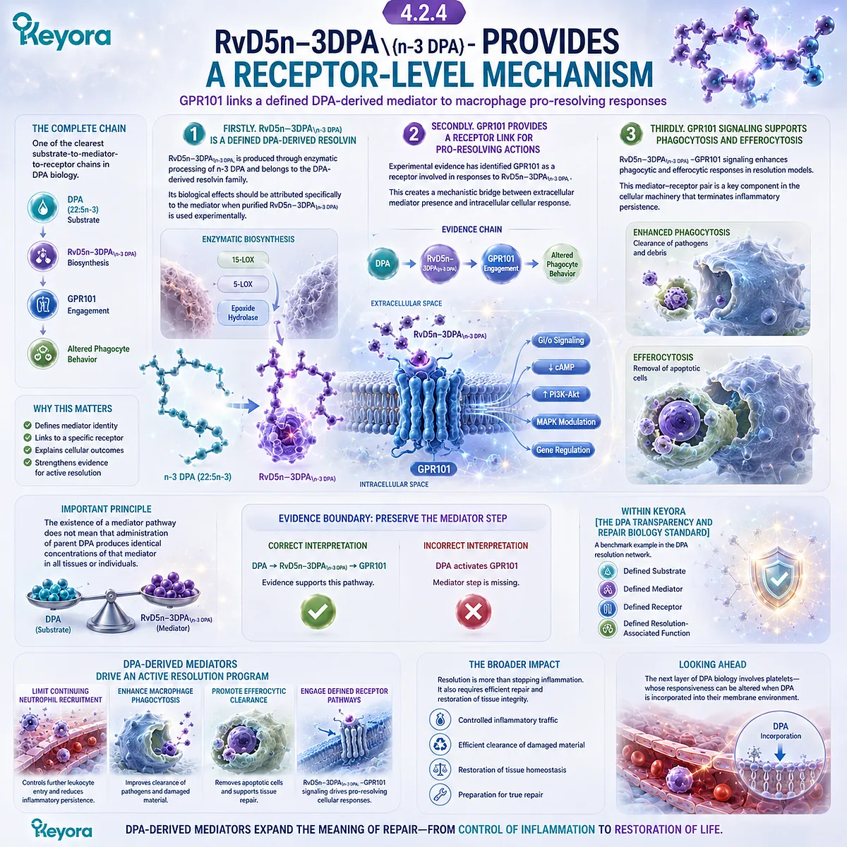 DPA-derived RvD5n-3 DPA engages GPR101 to support macrophage phagocytosis and efferocytosis, defining receptor-level resolution signaling in Keyora DPA repair biology. DPA-derived RvD5n-3 DPA engages GPR101 to support macrophage phagocytosis and efferocytosis, defining receptor-level resolution signaling in Keyora DPA repair biology.
