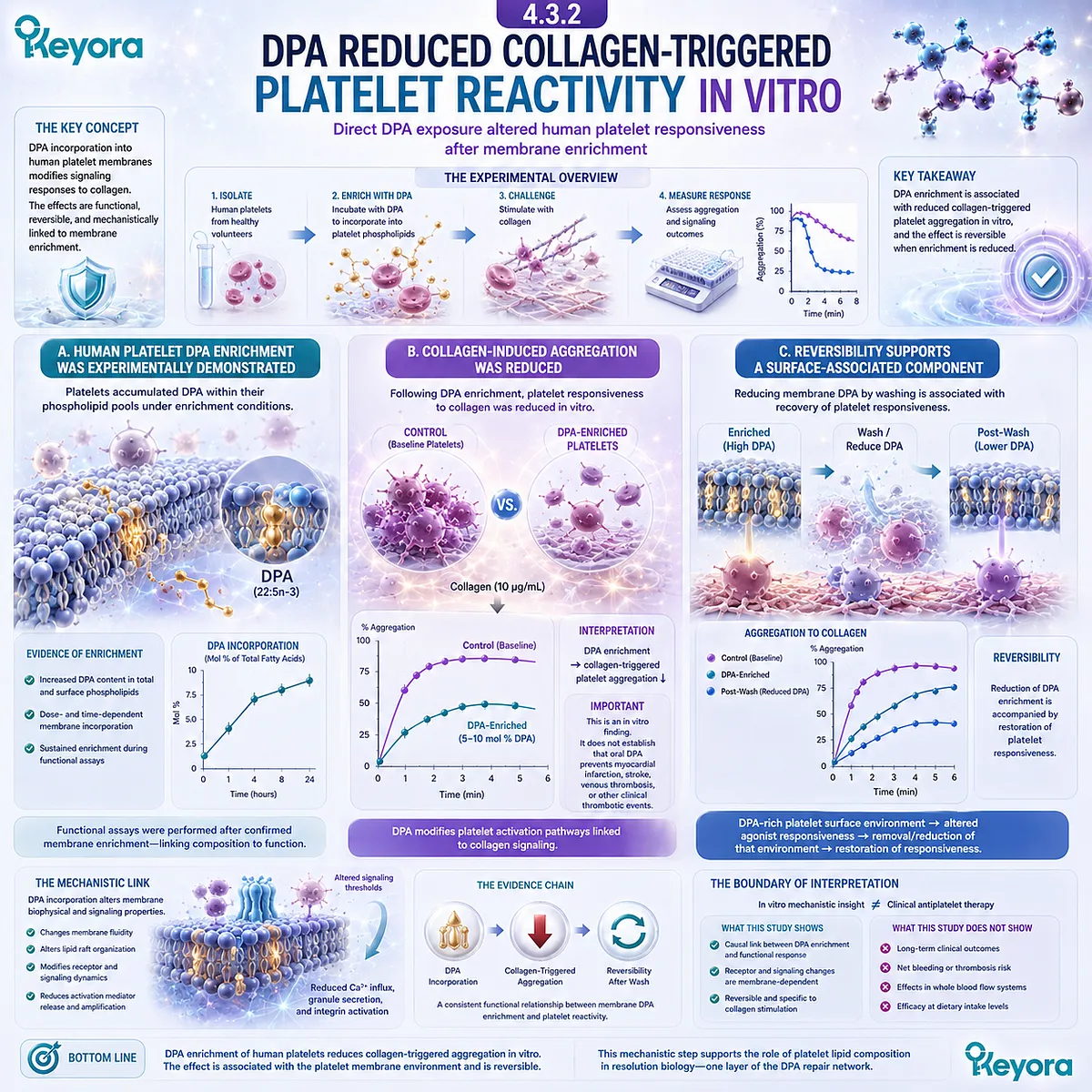 DPA enrichment reduces collagen-triggered human platelet aggregation in vitro, linking platelet membrane lipids with agonist responsiveness in Keyora DPA vascular biology. DPA enrichment reduces collagen-triggered human platelet aggregation in vitro, linking platelet membrane lipids with agonist responsiveness in Keyora DPA vascular biology.