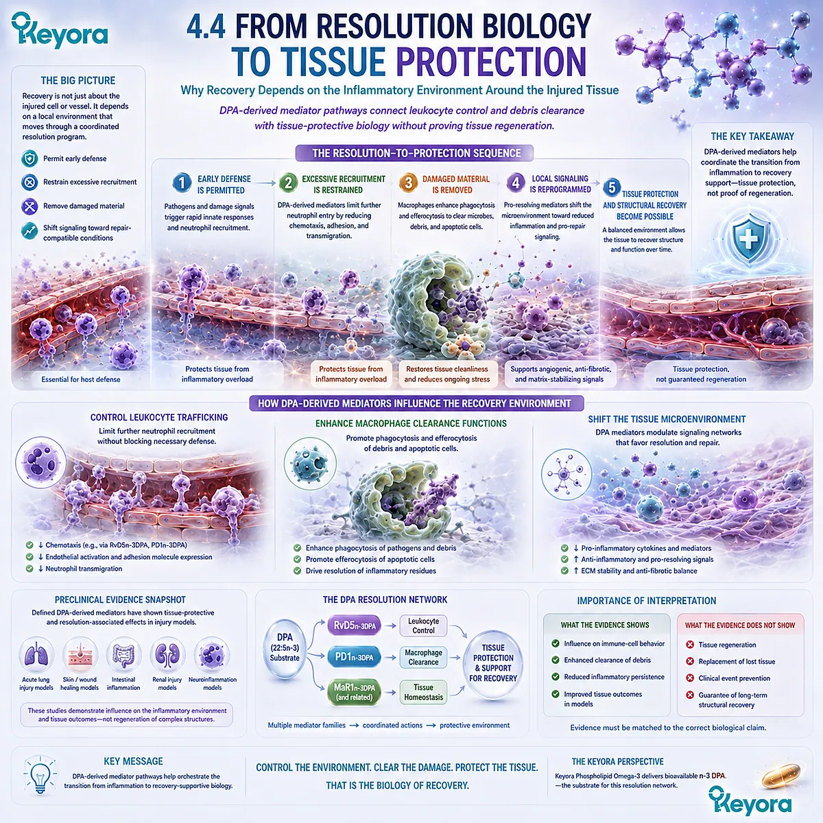 DPA-derived mediators support tissue recovery by coordinating leukocyte control, macrophage clearance, and inflammatory resolution within the Keyora DPA repair framework. DPA-derived mediators support tissue recovery by coordinating leukocyte control, macrophage clearance, and inflammatory resolution within the Keyora DPA repair framework.