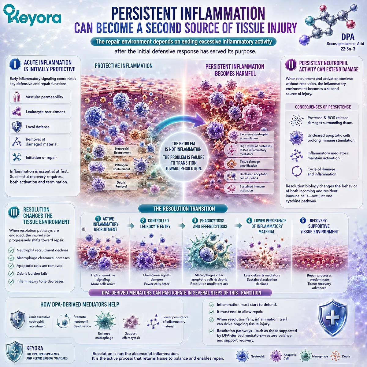 DPA-derived mediators support inflammatory resolution by limiting persistent neutrophil activity and promoting macrophage clearance, shaping a Keyora recovery-supportive tissue environment. DPA-derived mediators support inflammatory resolution by limiting persistent neutrophil activity and promoting macrophage clearance, shaping a Keyora recovery-supportive tissue environment.