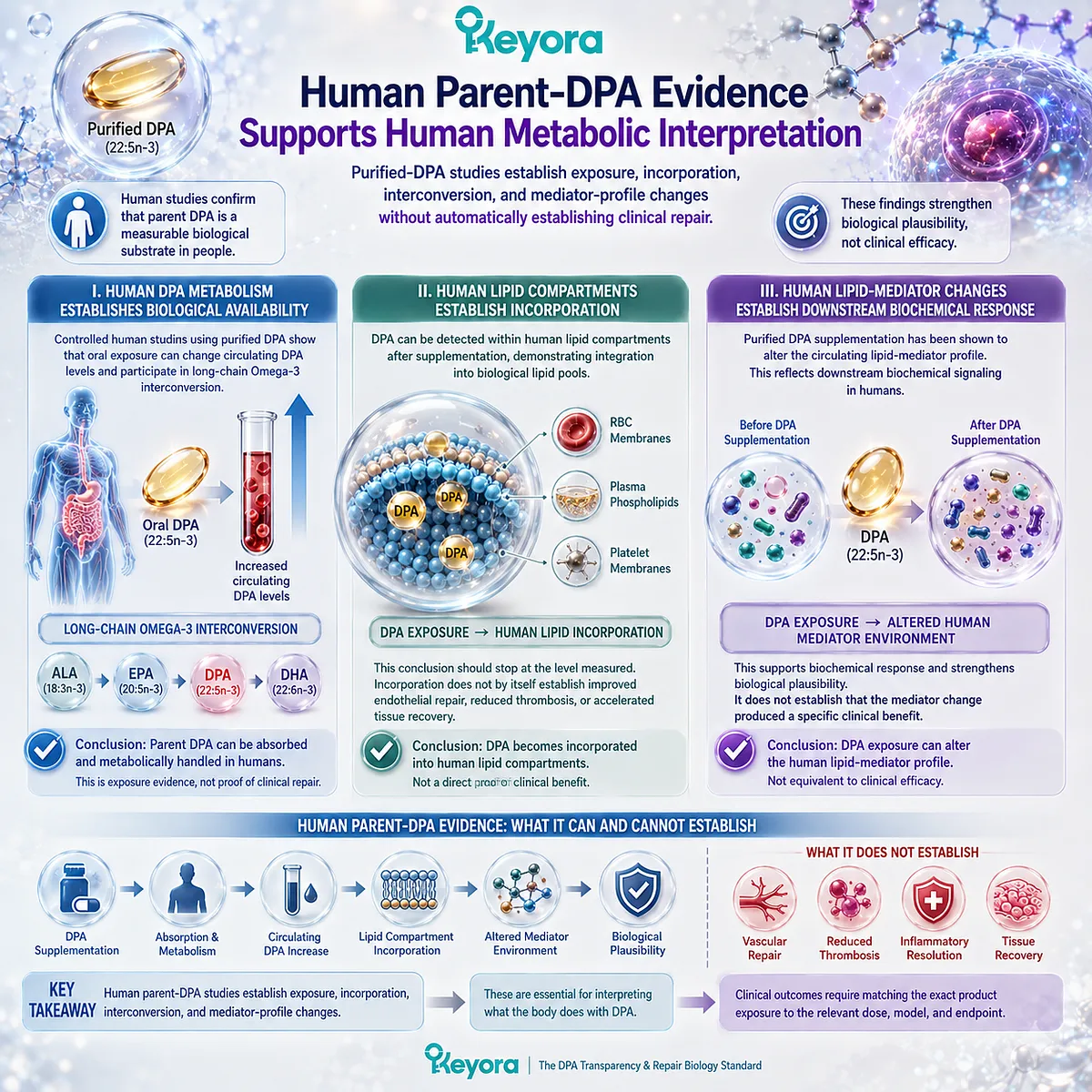 Human DPA 22:5n-3 studies support absorption, lipid incorporation and mediator-profile changes, defining metabolic evidence in the Keyora DPA Evidence-Matching Ladder. Human DPA 22:5n-3 studies support absorption, lipid incorporation and mediator-profile changes, defining metabolic evidence in the Keyora DPA Evidence-Matching Ladder.