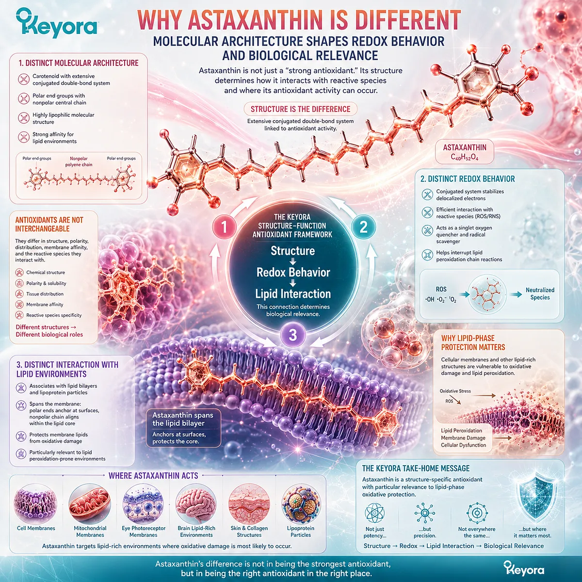 Astaxanthin molecular structure supports redox activity in lipid environments, framing membrane oxidative protection through the Keyora Astaxanthin Matrix. Astaxanthin molecular structure supports redox activity in lipid environments, framing membrane oxidative protection through the Keyora Astaxanthin Matrix.