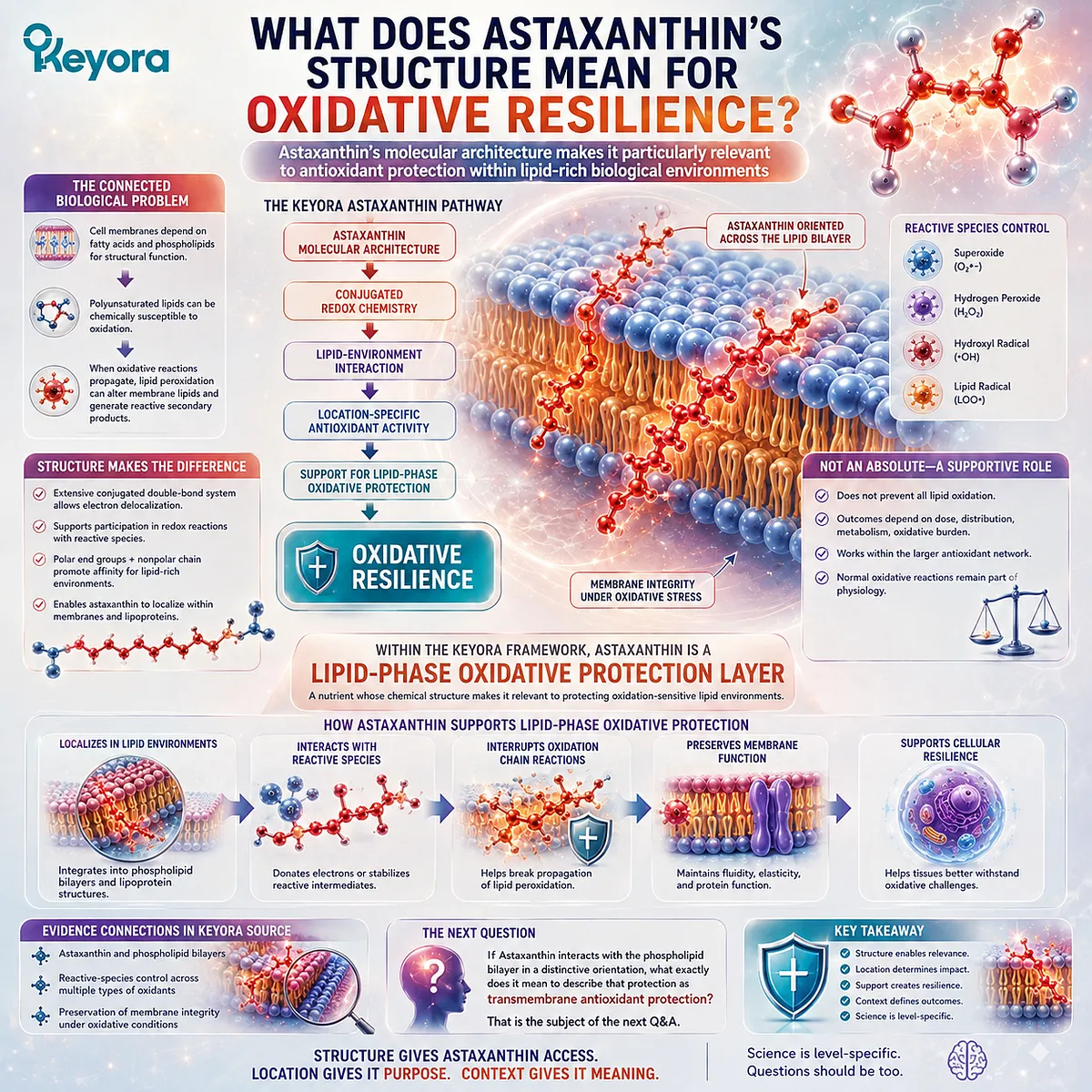 Astaxanthin structure links conjugated redox chemistry and lipid-bilayer interaction to lipid-phase oxidative protection in Keyora’s Oxidative Resilience framework. Astaxanthin structure links conjugated redox chemistry and lipid-bilayer interaction to lipid-phase oxidative protection in Keyora’s Oxidative Resilience framework.