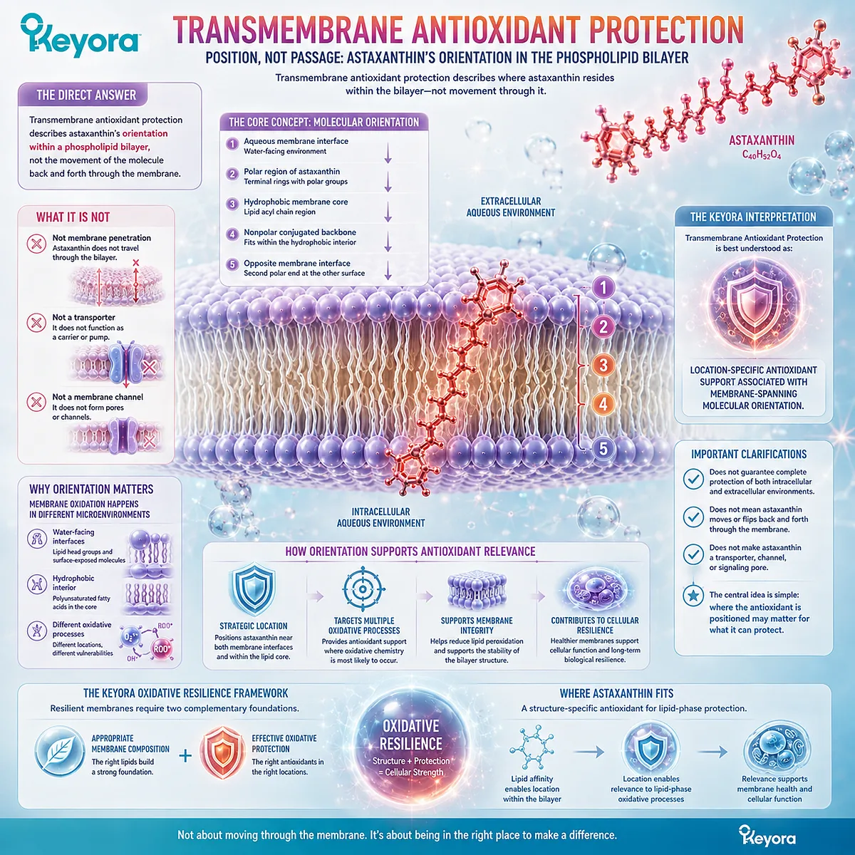 Astaxanthin transmembrane antioxidant protection links polar–nonpolar–polar structure with phospholipid bilayer orientation in the Keyora Transmembrane Antioxidant Protection framework. Astaxanthin transmembrane antioxidant protection links polar–nonpolar–polar structure with phospholipid bilayer orientation in the Keyora Transmembrane Antioxidant Protection framework.