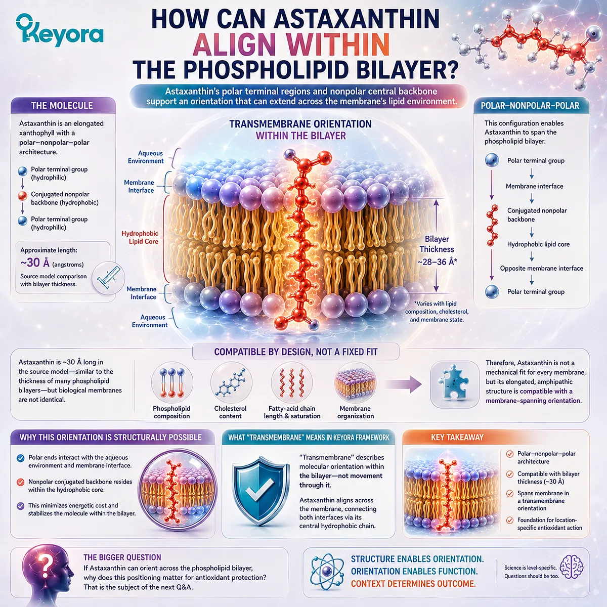 Astaxanthin’s amphipathic polar–nonpolar–polar structure supports membrane-spanning orientation across phospholipid bilayers in Keyora Transmembrane Antioxidant Protection. Astaxanthin’s amphipathic polar–nonpolar–polar structure supports membrane-spanning orientation across phospholipid bilayers in Keyora Transmembrane Antioxidant Protection.
