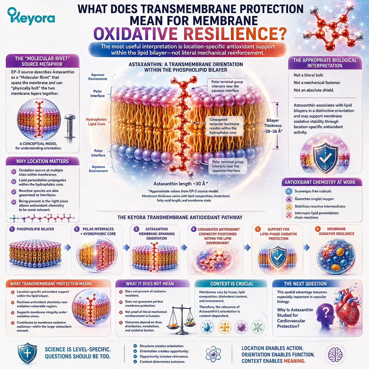 Astaxanthin membrane-spanning orientation positions antioxidant chemistry near vulnerable lipids, supporting Membrane Oxidative Resilience in Keyora Transmembrane Protection. Astaxanthin membrane-spanning orientation positions antioxidant chemistry near vulnerable lipids, supporting Membrane Oxidative Resilience in Keyora Transmembrane Protection.