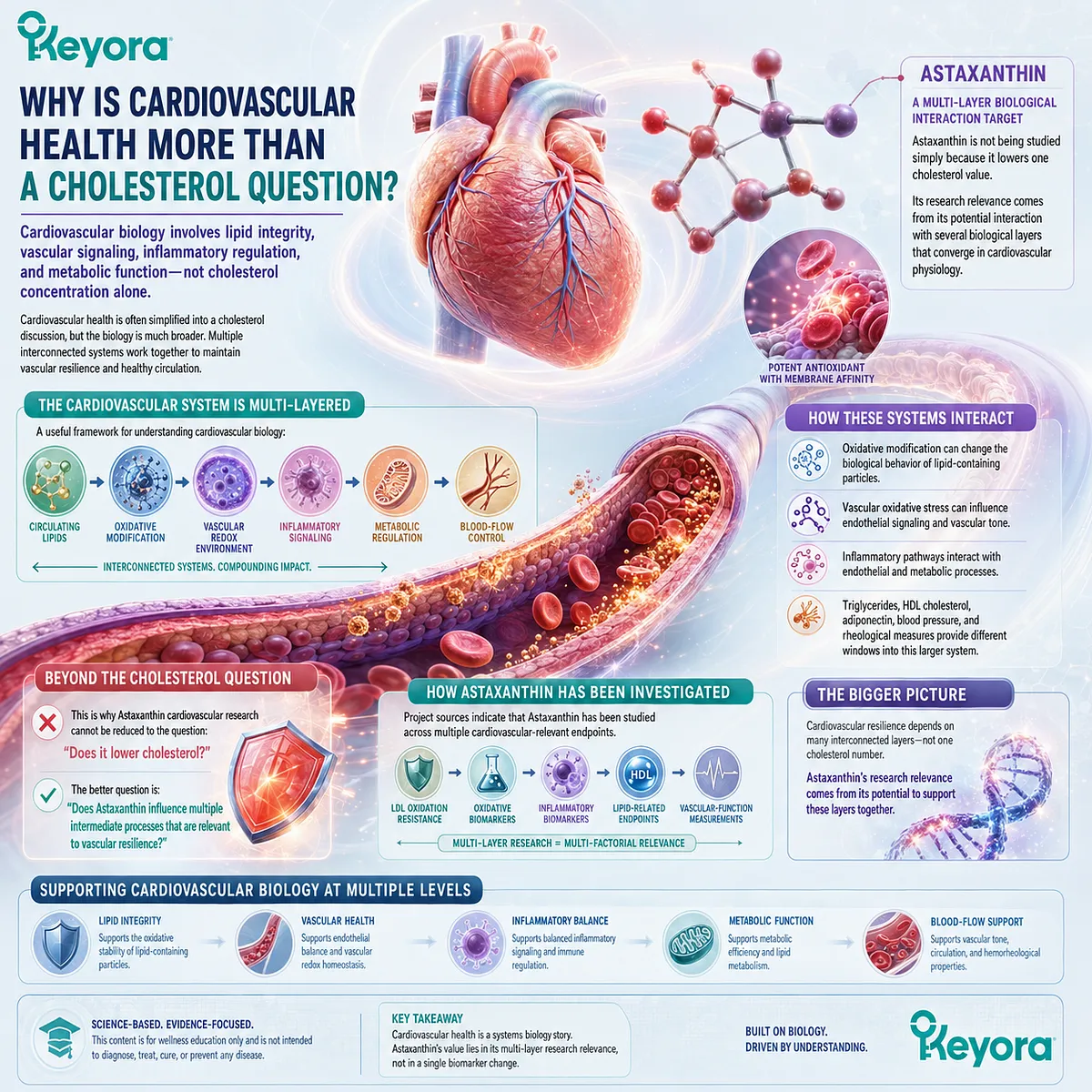 Astaxanthin links LDL oxidative resistance, vascular redox balance, inflammation and blood-flow regulation to cardiovascular wellness in the Keyora Astaxanthin Matrix. Astaxanthin links LDL oxidative resistance, vascular redox balance, inflammation and blood-flow regulation to cardiovascular wellness in the Keyora Astaxanthin Matrix.