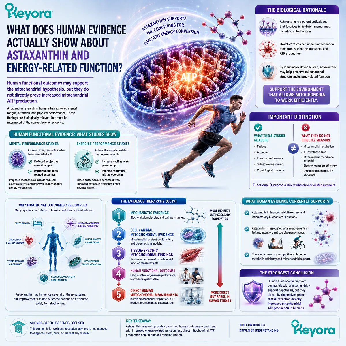 Astaxanthin human research links fatigue, attention and exercise performance with mitochondrial support, but not direct ATP measurement, in Keyora Mitochondrial Resilience. Astaxanthin human research links fatigue, attention and exercise performance with mitochondrial support, but not direct ATP measurement, in Keyora Mitochondrial Resilience.