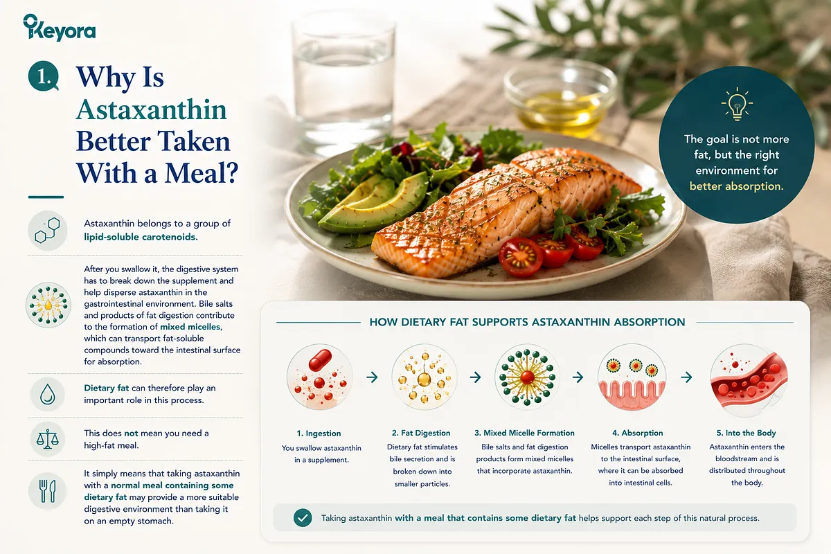 KEYORA educational diagram titled "1. Why Is Astaxanthin Better Taken With a Meal?", displaying a grilled salmon salad dish alongside an illustrated 5-step digestive mechanism: ingestion, fat digestion triggering bile secretion, mixed micelle assembly, mucosal absorption, and systemic distribution. KEYORA educational diagram titled "1. Why Is Astaxanthin Better Taken With a Meal?", displaying a grilled salmon salad dish alongside an illustrated 5-step digestive mechanism: ingestion, fat digestion triggering bile secretion, mixed micelle assembly, mucosal absorption, and systemic distribution.