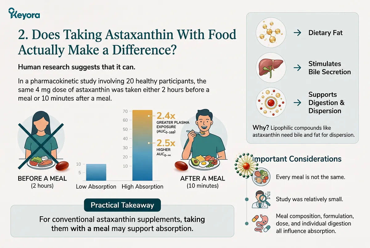 KEYORA pharmacokinetic research infographic titled "2. Does Taking Astaxanthin With Food Actually Make a Difference?", featuring character illustrations and a bar chart comparing 4 mg astaxanthin taken 2 hours before a meal versus 10 minutes after. The data highlights a 2.4-fold higher total plasma exposure ($AUC_{0-168}$) and 2.5-fold higher $AUC_{0-infty}$ in the post-meal group due to bile secretion and lipid dispersion. KEYORA pharmacokinetic research infographic titled "2. Does Taking Astaxanthin With Food Actually Make a Difference?", featuring character illustrations and a bar chart comparing 4 mg astaxanthin taken 2 hours before a meal versus 10 minutes after. The data highlights a 2.4-fold higher total plasma exposure ($AUC_{0-168}$) and 2.5-fold higher $AUC_{0-infty}$ in the post-meal group due to bile secretion and lipid dispersion.