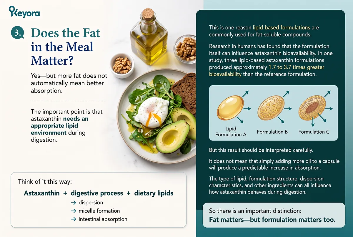 KEYORA clinical comparison slide titled "3. Does the Fat in the Meal Matter?", showing a poached egg, avocado, and walnut salad plate beside diagrams of three lipid-based delivery capsules. A summary box details human trial findings where specialized lipid-based formulations produced 1.7 to 3.7 times greater bioavailability compared to reference formulations. KEYORA clinical comparison slide titled "3. Does the Fat in the Meal Matter?", showing a poached egg, avocado, and walnut salad plate beside diagrams of three lipid-based delivery capsules. A summary box details human trial findings where specialized lipid-based formulations produced 1.7 to 3.7 times greater bioavailability compared to reference formulations.
