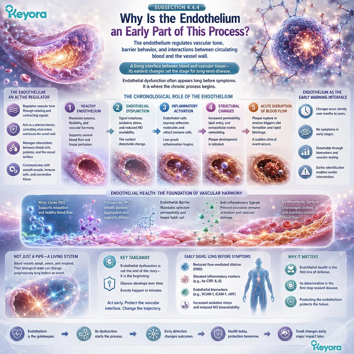 Endothelial dysfunction can precede atherosclerosis by altering vascular tone, barrier function and blood-vessel interactions, an early stage in Keyora The Silent Siege. Endothelial dysfunction can precede atherosclerosis by altering vascular tone, barrier function and blood-vessel interactions, an early stage in Keyora The Silent Siege.