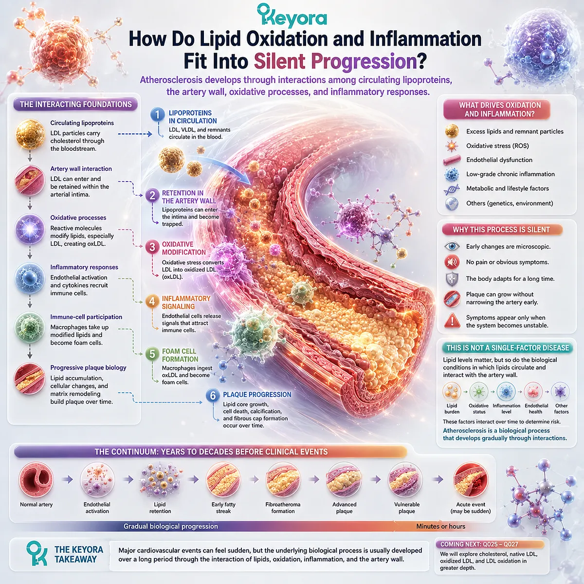 Atherosclerosis can progress as LDL retention, lipid oxidation and vascular inflammation promote immune-cell and foam-cell activity, mapped by Keyora The Silent Siege. Atherosclerosis can progress as LDL retention, lipid oxidation and vascular inflammation promote immune-cell and foam-cell activity, mapped by Keyora The Silent Siege.