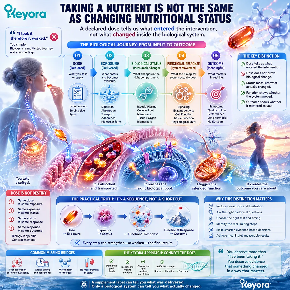 Krill oil intake moves from dose to exposure, biological status and functional response, framing measurable nutrition change through the Keyora verification approach. Krill oil intake moves from dose to exposure, biological status and functional response, framing measurable nutrition change through the Keyora verification approach.