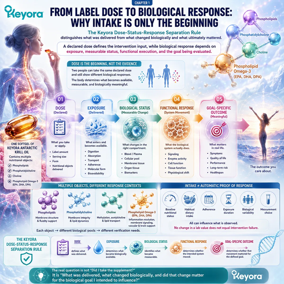 Phospholipid Omega-3 intake moves from dose and exposure to biological status and functional response, mapped by the Keyora Dose-Status-Response Separation Rule. Phospholipid Omega-3 intake moves from dose and exposure to biological status and functional response, mapped by the Keyora Dose-Status-Response Separation Rule.