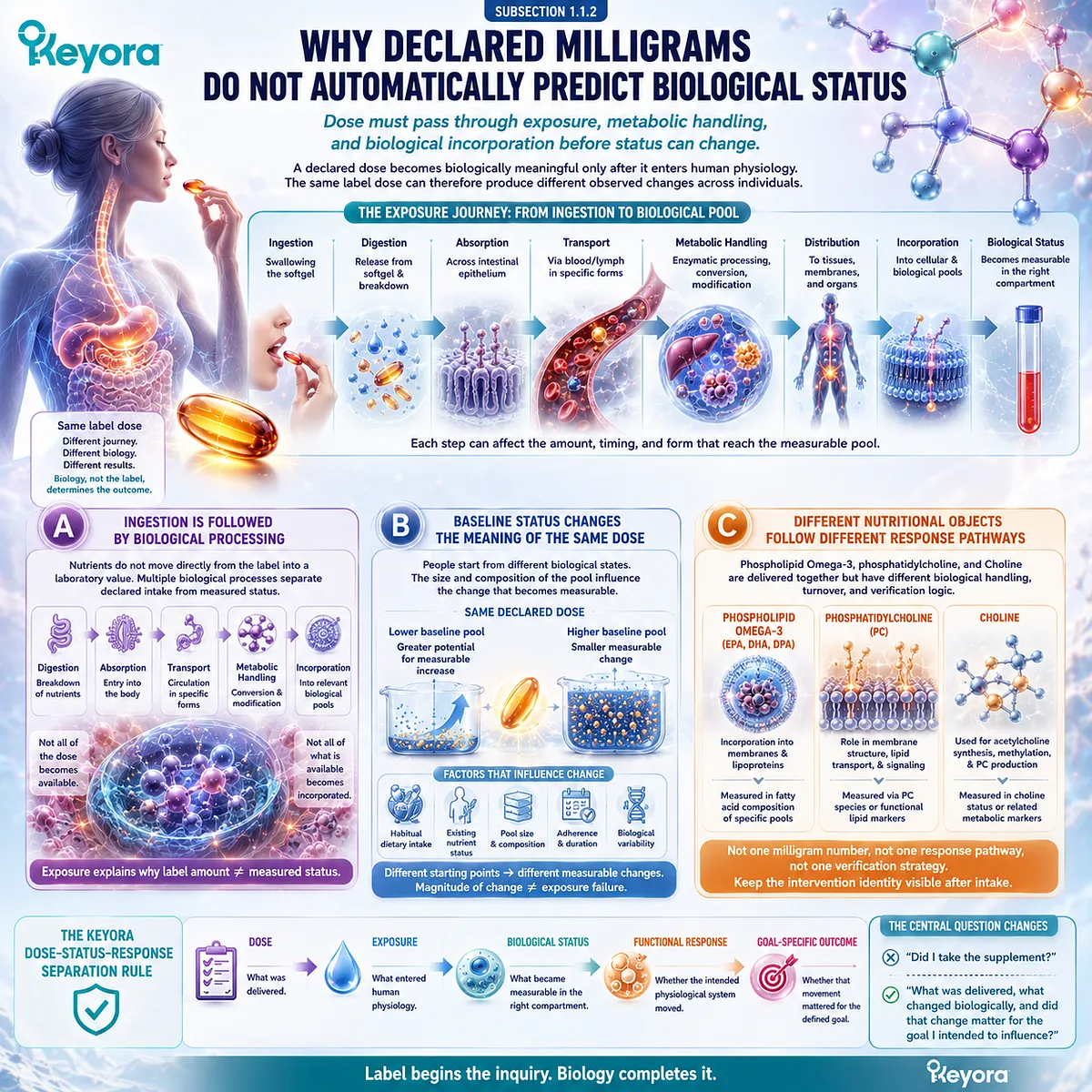 Krill oil dose reaches biological status through absorption, transport, metabolism, and incorporation, mapped for Phospholipid Omega-3 by the Keyora Dose-Status-Response Separation Rule. Krill oil dose reaches biological status through absorption, transport, metabolism, and incorporation, mapped for Phospholipid Omega-3 by the Keyora Dose-Status-Response Separation Rule.