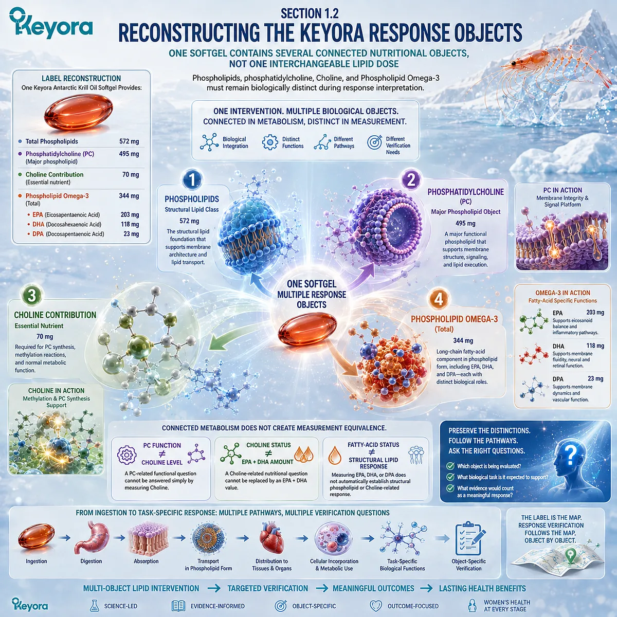 Krill oil combines phospholipids, phosphatidylcholine, choline, and Phospholipid Omega-3 EPA-DHA-DPA as distinct response objects in the Keyora framework. Krill oil combines phospholipids, phosphatidylcholine, choline, and Phospholipid Omega-3 EPA-DHA-DPA as distinct response objects in the Keyora framework.