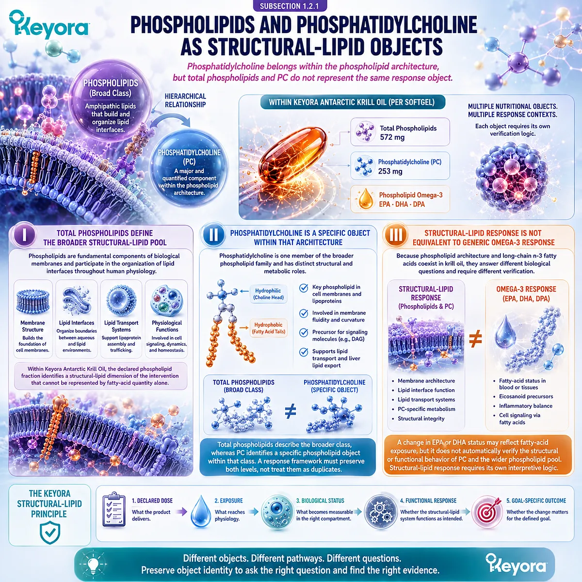 Phospholipids support membrane architecture while phosphatidylcholine is a distinct structural lipid, separated from Omega-3 response in the Keyora response-object framework. Phospholipids support membrane architecture while phosphatidylcholine is a distinct structural lipid, separated from Omega-3 response in the Keyora response-object framework.