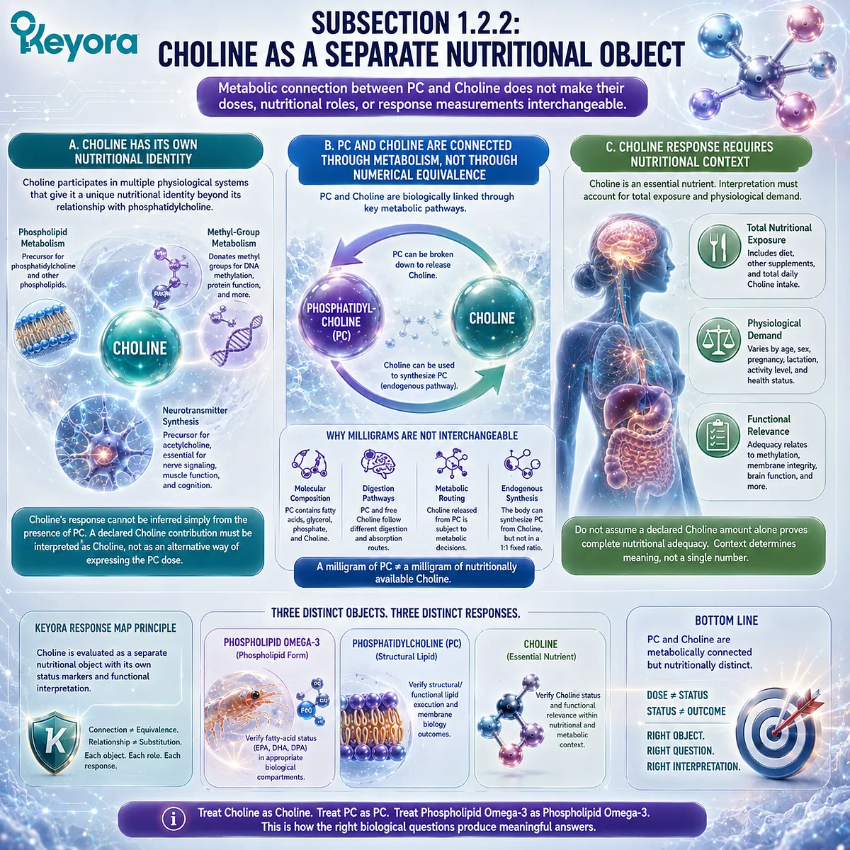 Choline supports acetylcholine, phospholipid, and methyl-group metabolism but remains distinct from phosphatidylcholine in the Keyora nutritional response-object framework. Choline supports acetylcholine, phospholipid, and methyl-group metabolism but remains distinct from phosphatidylcholine in the Keyora nutritional response-object framework.