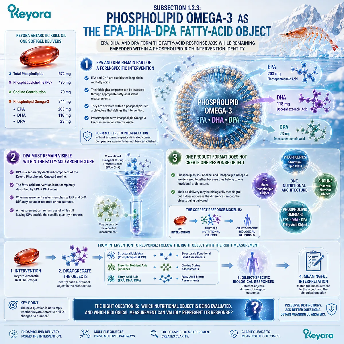 Phospholipid Omega-3 links EPA, DHA, and DPA status with form-specific fatty-acid response while preserving distinct nutrient objects in the Keyora response framework. Phospholipid Omega-3 links EPA, DHA, and DPA status with form-specific fatty-acid response while preserving distinct nutrient objects in the Keyora response framework.