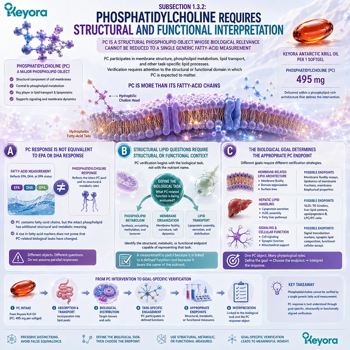 Phosphatidylcholine supports membrane structure, phospholipid metabolism, and lipid transport, requiring goal-specific endpoints in the Keyora Lipid-Response Verification Map. Phosphatidylcholine supports membrane structure, phospholipid metabolism, and lipid transport, requiring goal-specific endpoints in the Keyora Lipid-Response Verification Map.
