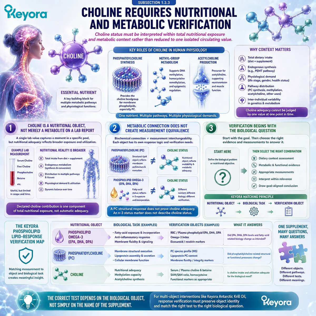Choline status integrates dietary intake, phosphatidylcholine synthesis, methyl-group metabolism, and acetylcholine pathways in the Keyora Lipid-Response Verification Map. Choline status integrates dietary intake, phosphatidylcholine synthesis, methyl-group metabolism, and acetylcholine pathways in the Keyora Lipid-Response Verification Map.