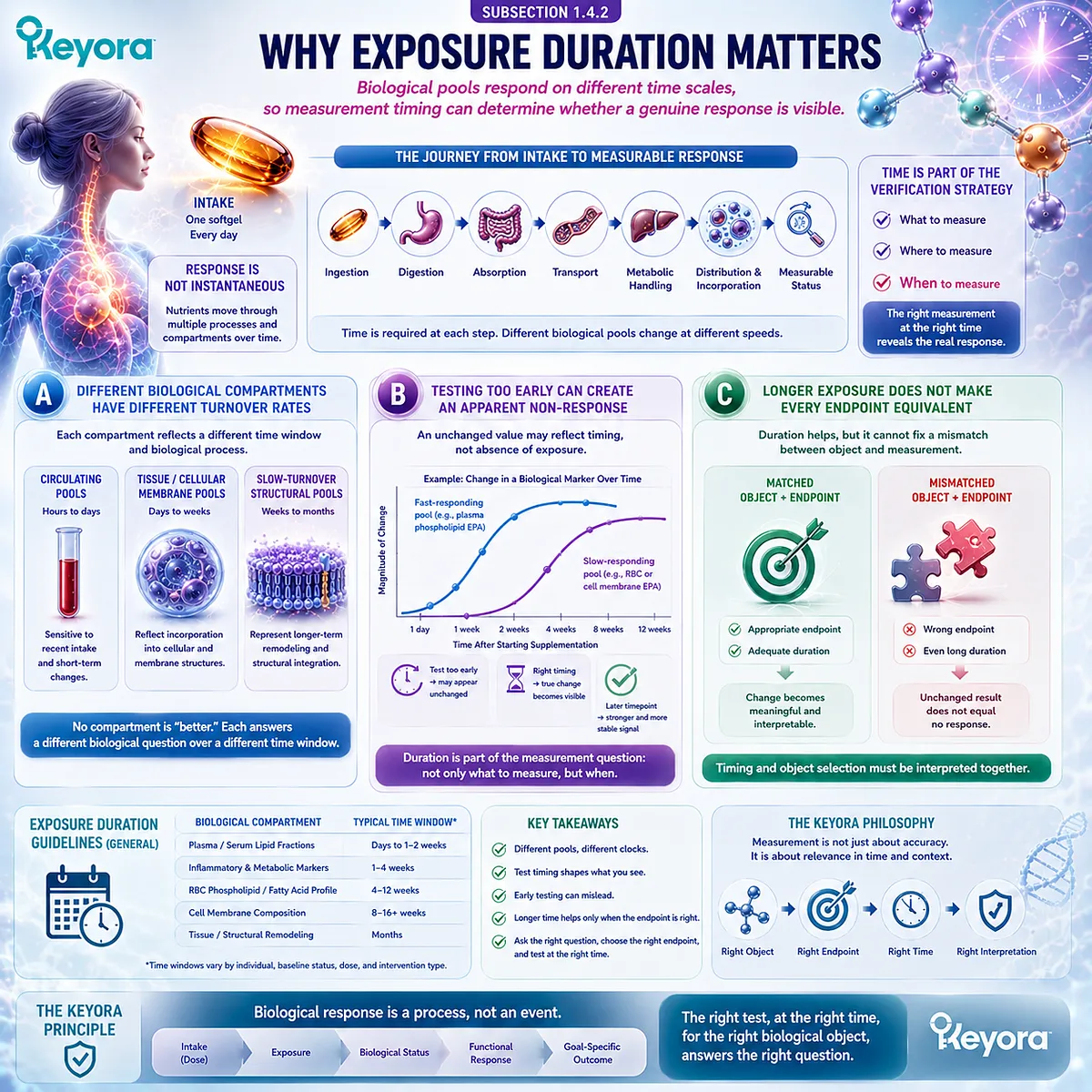 Supplement response timing depends on biological pool turnover, as circulating and membrane nutrient status change at different rates in the Keyora Dose-Status-Response Separation Rule. Supplement response timing depends on biological pool turnover, as circulating and membrane nutrient status change at different rates in the Keyora Dose-Status-Response Separation Rule.