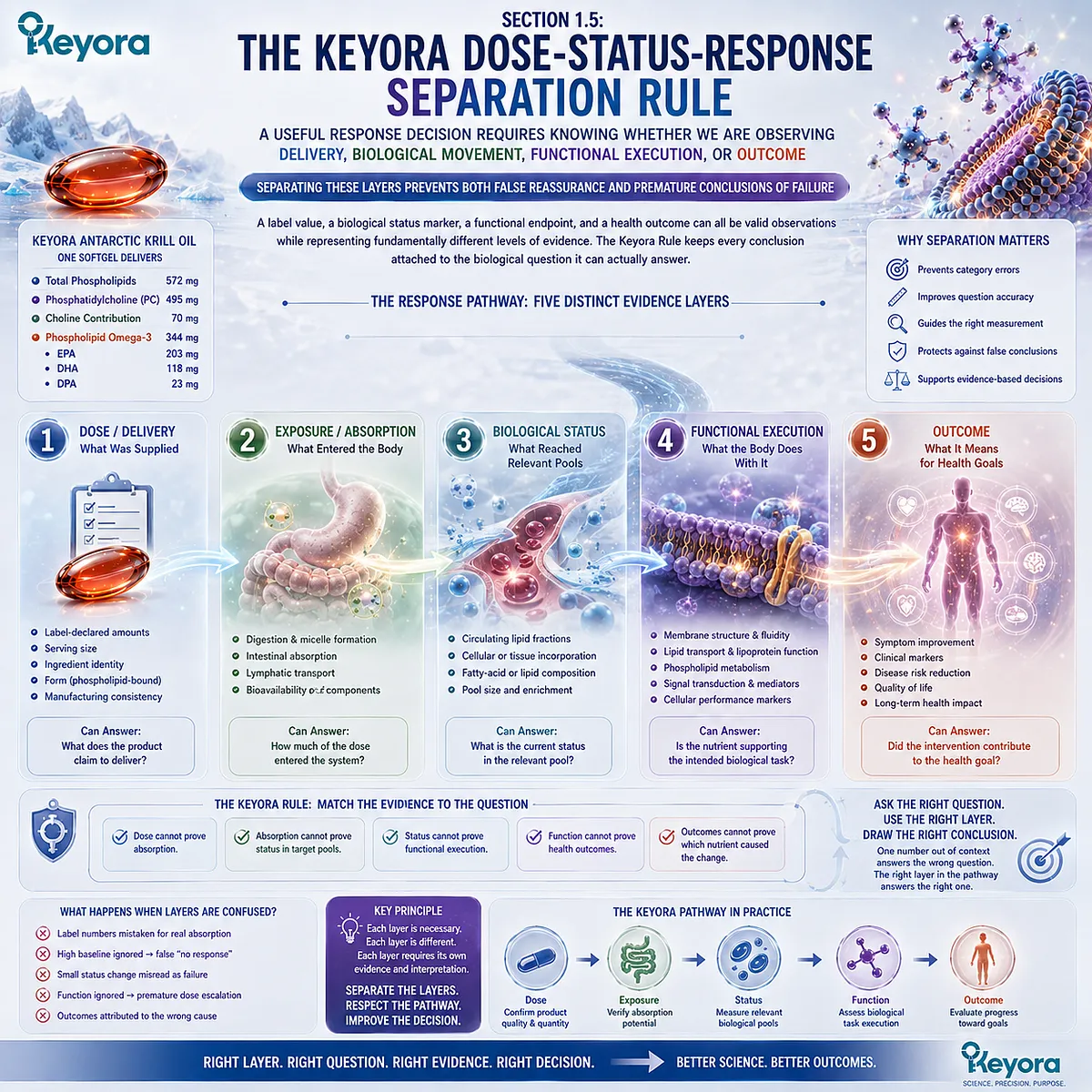 Nutritional response separates dose, exposure, biological status, functional response, and health outcome through the Keyora Dose-Status-Response Separation Rule. Nutritional response separates dose, exposure, biological status, functional response, and health outcome through the Keyora Dose-Status-Response Separation Rule.